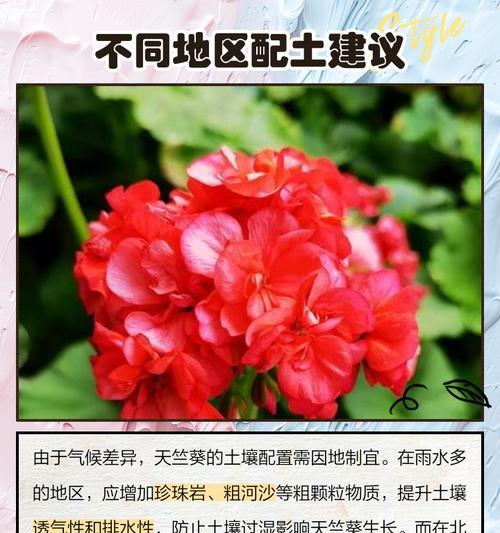 花箱种天竺葵怎么种植？花箱种植天竺葵的正确方法和技巧是什么？