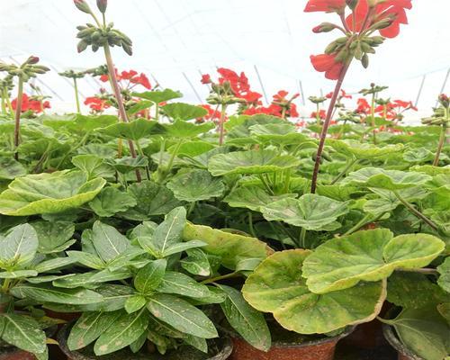 花箱种天竺葵怎么种植？花箱种植天竺葵的正确方法和技巧是什么？