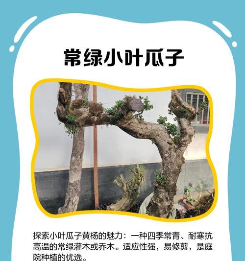 意杨栽培技术的种类有哪些？