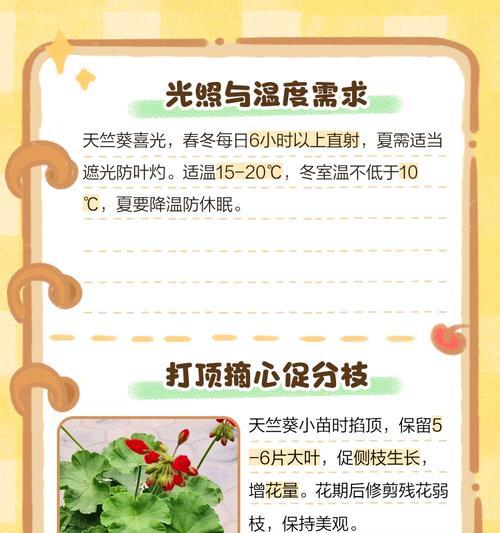 皇后天竺葵的养护方法是什么？如何让皇后天竺葵长得更好？