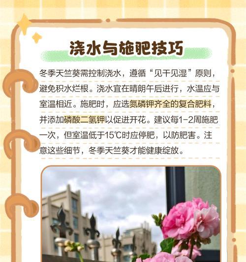 皇后天竺葵的养护方法是什么？如何让皇后天竺葵长得更好？