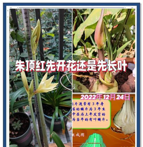 顶红叶子发黄的原因及解决方法是什么？