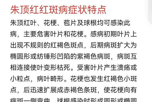 顶红叶子发黄的原因及解决方法是什么？