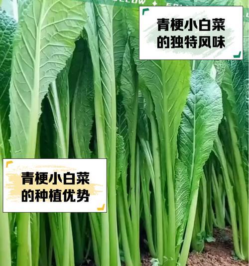 小菘菜的最佳播种时间是什么时候？