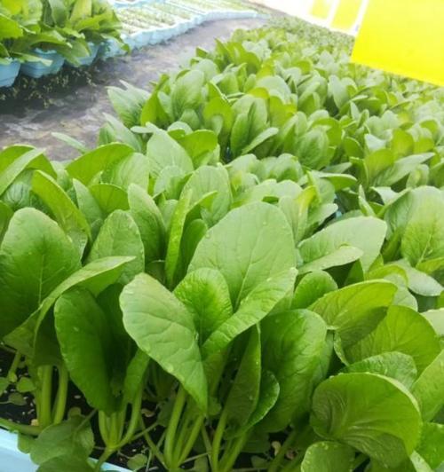 小菘菜的最佳播种时间是什么时候？
