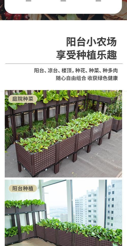 菊花芽播种后发芽的特征有哪些？