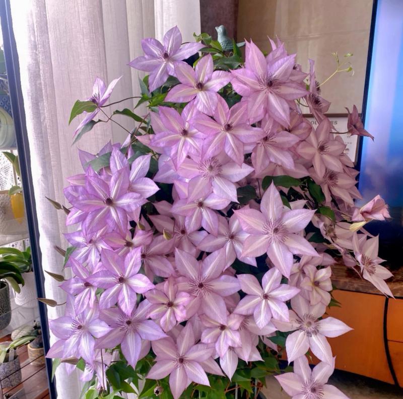 铁线莲开花该怎么浇水施肥？如何确保花期更长？
