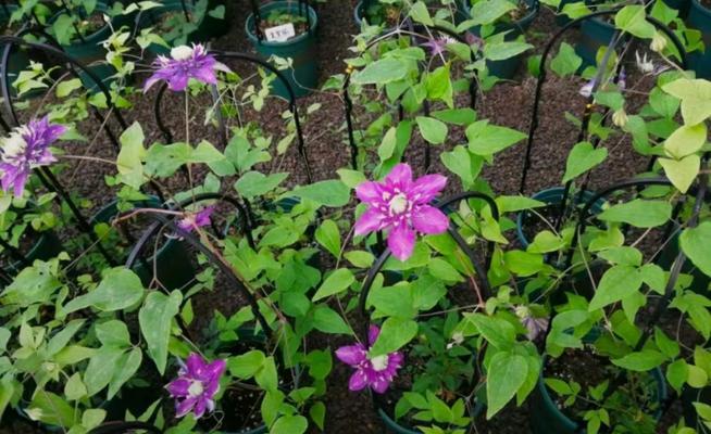 铁线莲开花该怎么浇水施肥？如何确保花期更长？