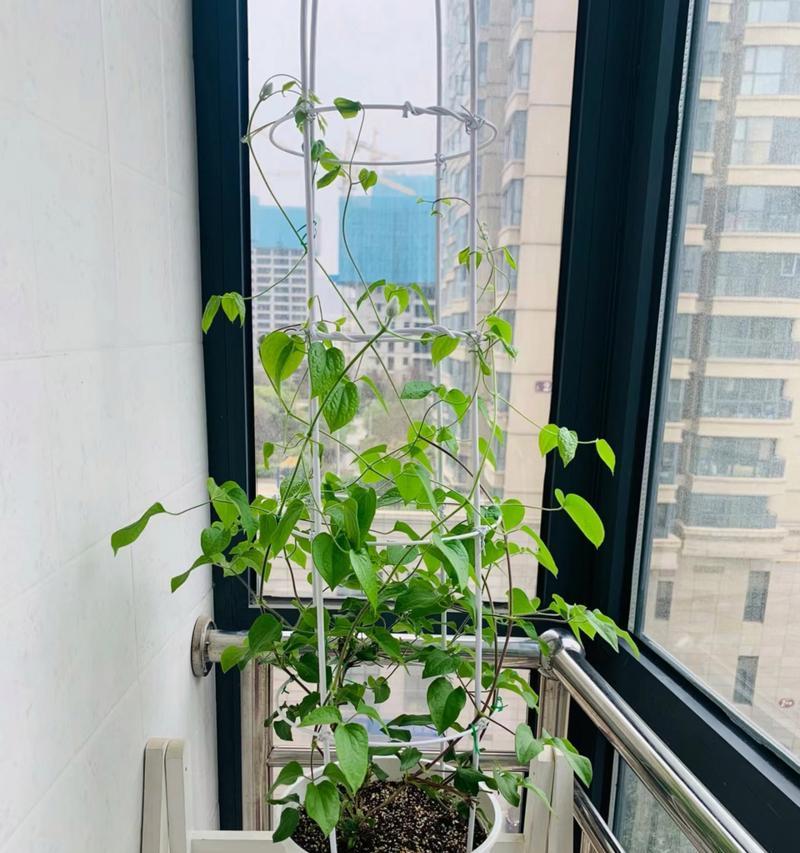 铁线莲开花该怎么浇水施肥？如何确保花期更长？