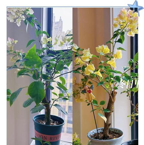养一万盆三角梅怎么养？大规模栽培的秘诀是什么？