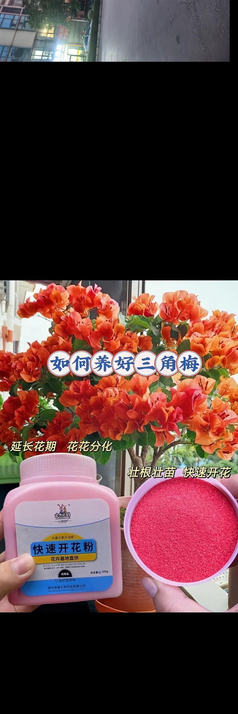 养一万盆三角梅怎么养？大规模栽培的秘诀是什么？