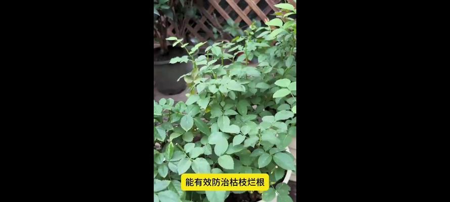 月季杆子变绿应该采取哪些措施？