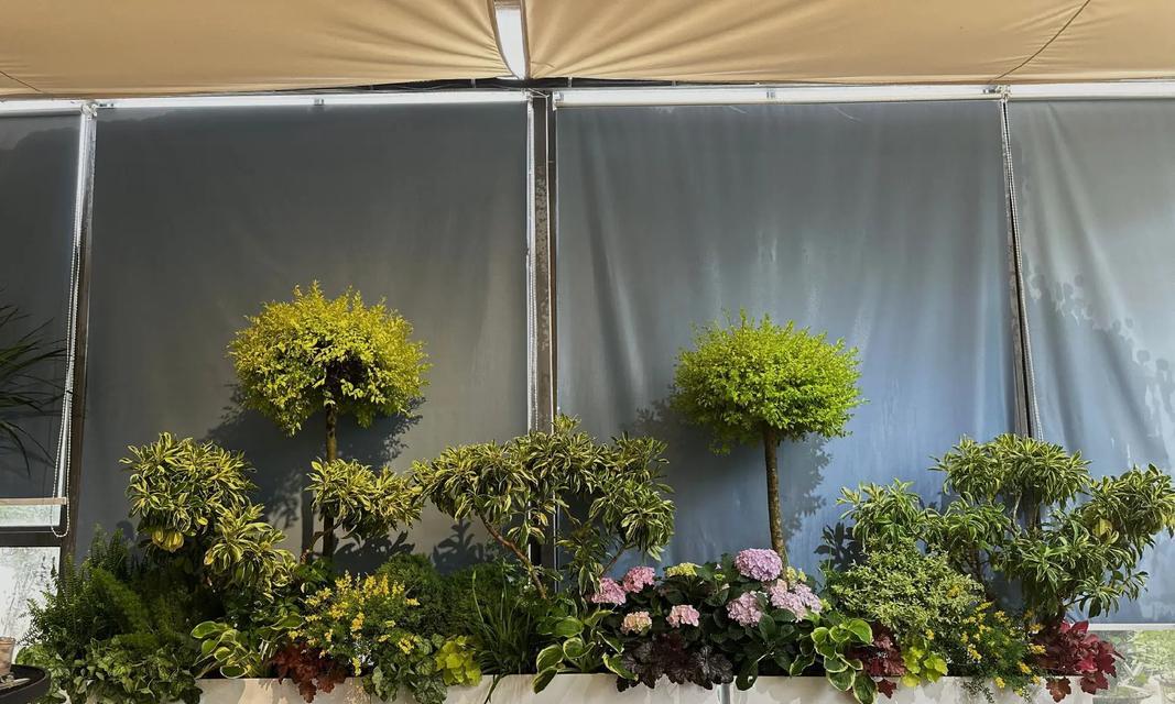 阳台花箱适合种植哪些类型的树？