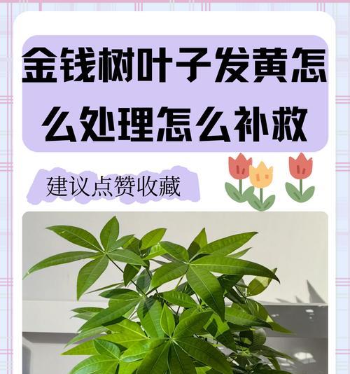 水养植物叶子发黄时应采取哪些补救措施？