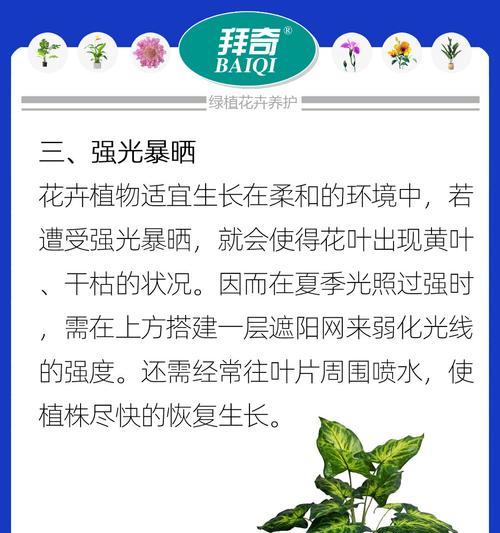水养植物叶子发黄时应采取哪些补救措施？