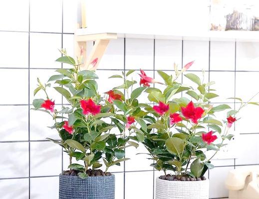 夏天阳台适合种什么样的爬藤花？夏季阳台爬藤花卉的选择和养护方法是什么？