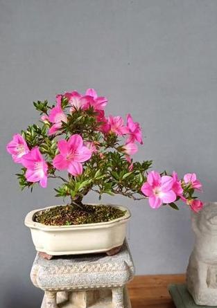 杜鹃盆景蓝花如何养护才能更美观？