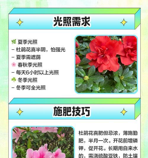 杜鹃盆景蓝花如何养护才能更美观？