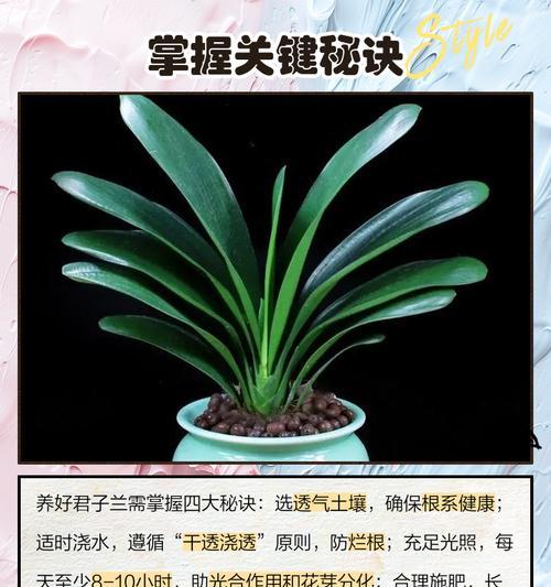如何挑选优质的君子兰？