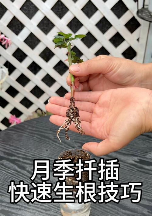 栽种月季老根的步骤和注意事项是什么？