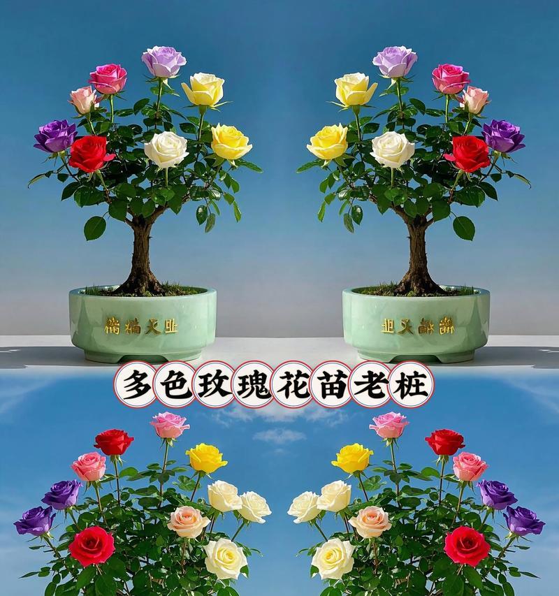 栽种月季老根的步骤和注意事项是什么？