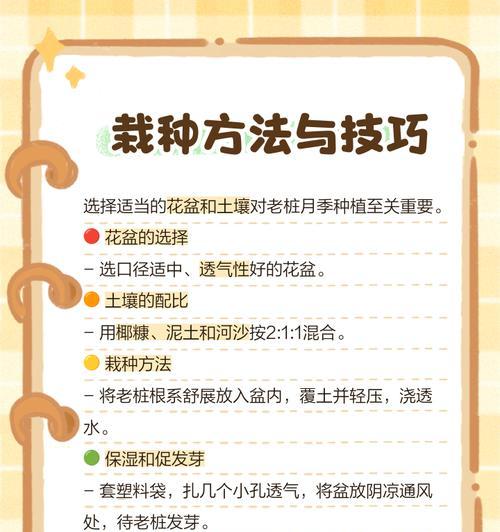 长形花盆种植月季的技巧是什么？如何管理？