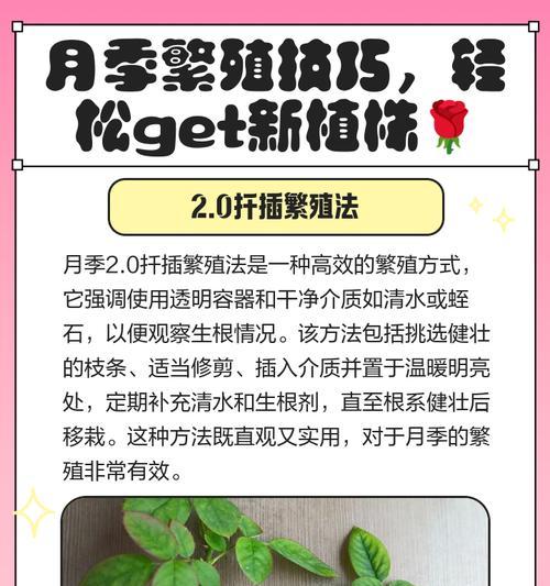 长形花盆种植月季的技巧是什么？如何管理？