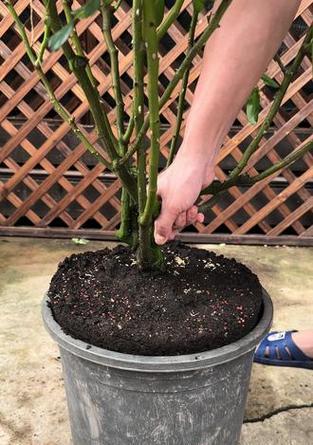 长形花盆种植月季的技巧是什么？如何管理？