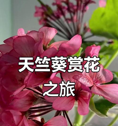 怎么形容天竺葵的美丽？有哪些赞美天竺葵的词汇？