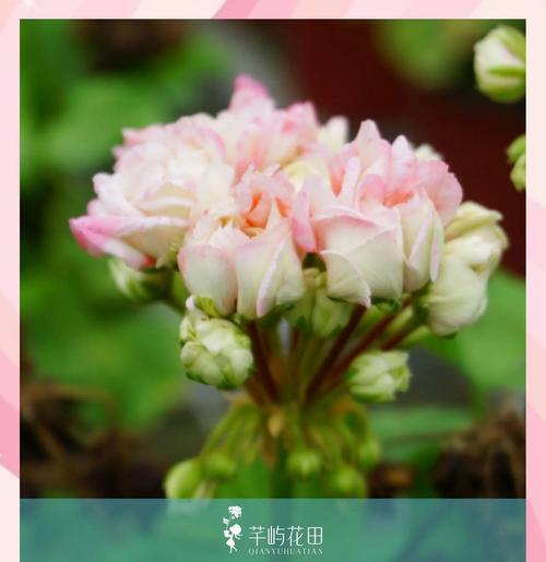 怎么形容天竺葵的美丽？有哪些赞美天竺葵的词汇？