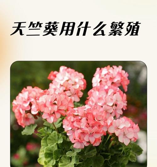 怎么形容天竺葵的美丽？有哪些赞美天竺葵的词汇？