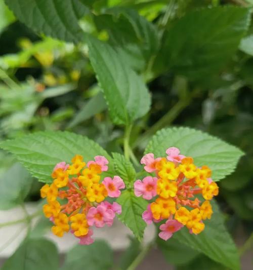 阳台山种的花是什么花？如何进行有效的养护？