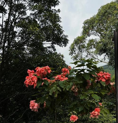 阳台山种的花是什么花？如何进行有效的养护？