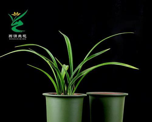 哪种花盆最适合养君子兰？