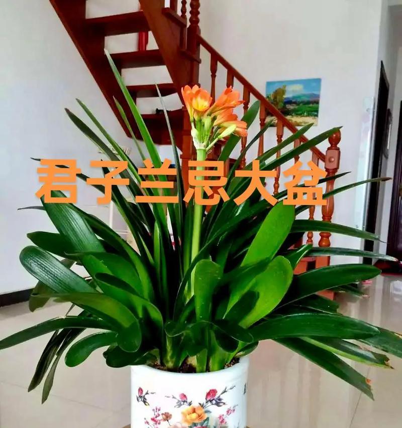 哪种花盆最适合养君子兰？