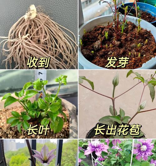 铁线莲换盆和土壤选择的建议是什么？