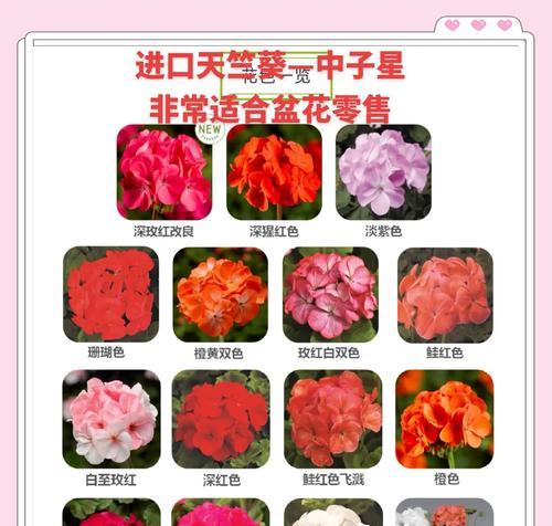矮棵天竺葵种子怎么种植？播种和养护的正确步骤是什么？