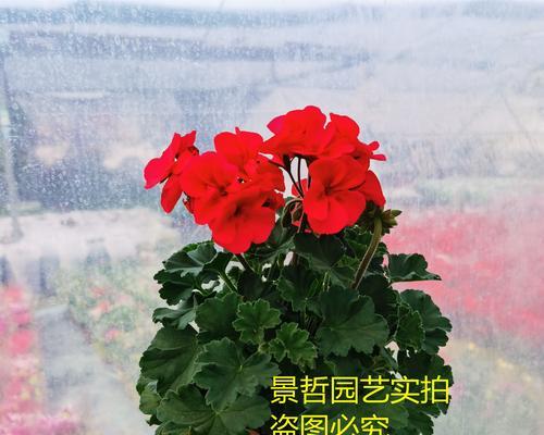 天竺葵抽花箭少的可能原因是什么？