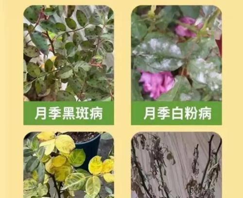 月季落光落叶的原因是什么？如何防止月季落叶？