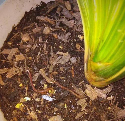 君子兰使用麻籽土种植的方法是什么？
