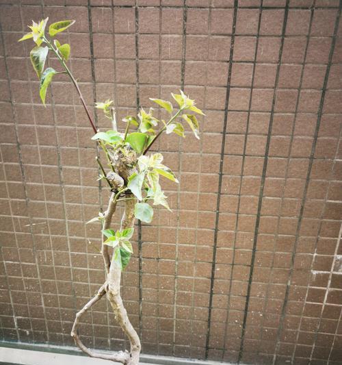三角梅老枝修剪造型的正确步骤是什么？