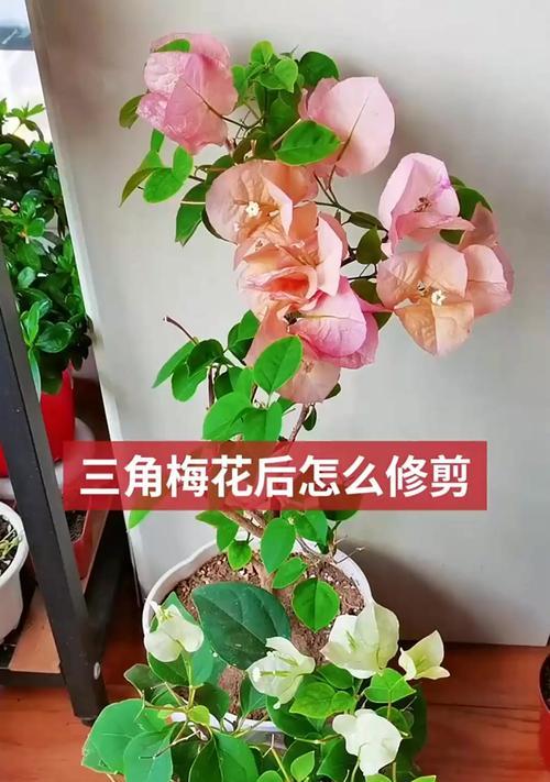 三角梅老枝修剪造型的正确步骤是什么？