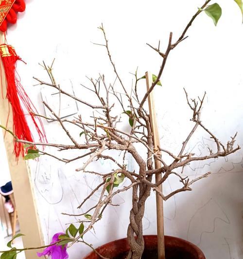 三角梅老枝修剪造型的正确步骤是什么？