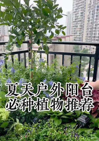 夏天户外阳台适合种什么花？有哪些推荐？