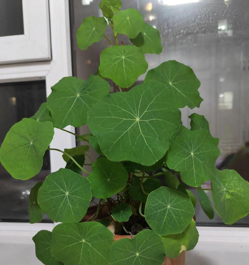 夏天户外阳台适合种什么花？有哪些推荐？