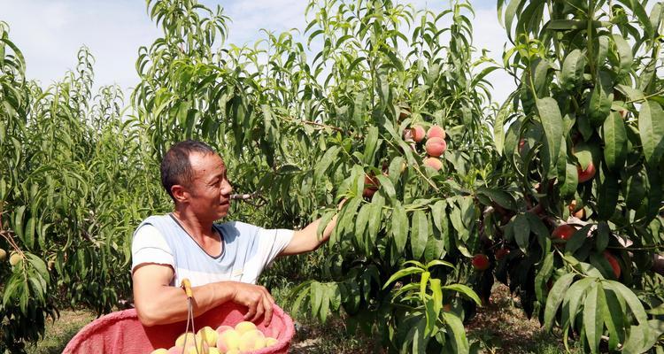 什么水果播种秋天丰收呢？秋天丰收的水果有哪些？