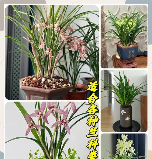除了君子兰还有哪些花卉属于兰科？常见种类有哪些？