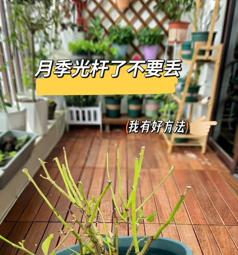 月季怎么养就养不活了？常见的错误和改进方法是什么？