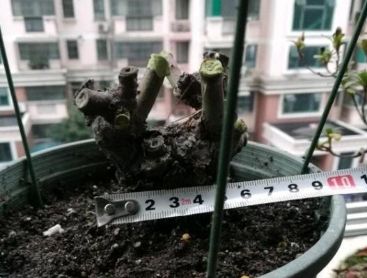 月季怎么养就养不活了？常见的错误和改进方法是什么？