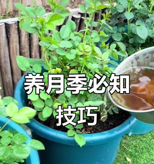 月季怎么养就养不活了？常见的错误和改进方法是什么？